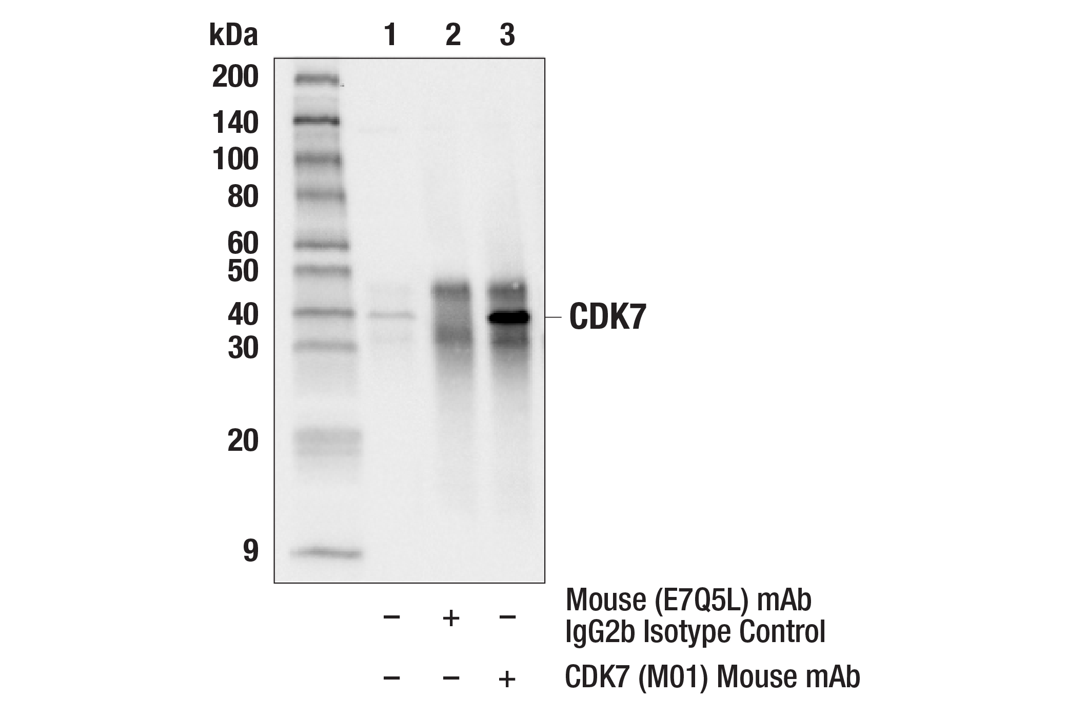 Immunoprecipitation Image 1: CDK7 (MO1) Mouse mAb