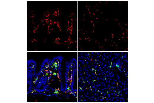 Immunofluorescence Image 3: CD68 (E3O7V) Rabbit mAb (BSA and Azide Free)