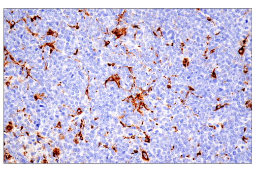 Immunohistochemistry Image 5: CD68 (E3O7V) Rabbit mAb (BSA and Azide Free)