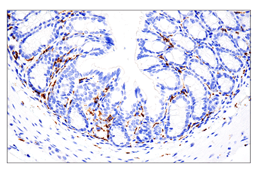 Immunohistochemistry Image 2: CD68 (E3O7V) Rabbit mAb (BSA and Azide Free)