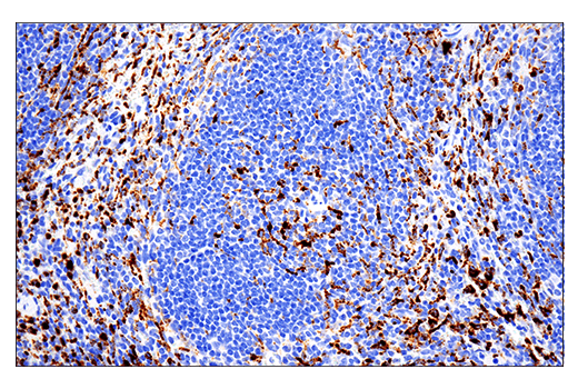 Immunohistochemistry Image 1: CD68 (E3O7V) Rabbit mAb (BSA and Azide Free)