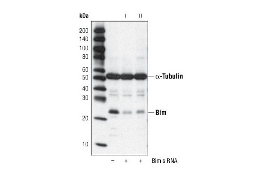  Image 20: Pro-Apoptosis Bcl-2 Family Antibody Sampler Kit II
