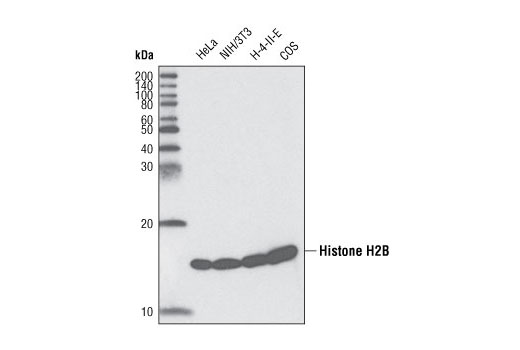 Western Blotting Image 1: Histone H2B (53H3) Mouse mAb