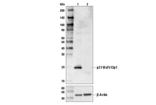  Image 4: Cell Cycle Regulation Antibody Sampler Kit II