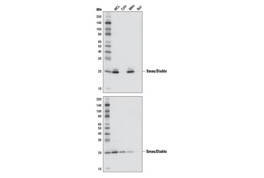 Image 11: Apoptotic Release Antibody Sampler Kit
