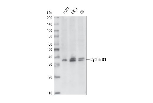  Image 9: Cell Cycle Regulation Antibody Sampler Kit