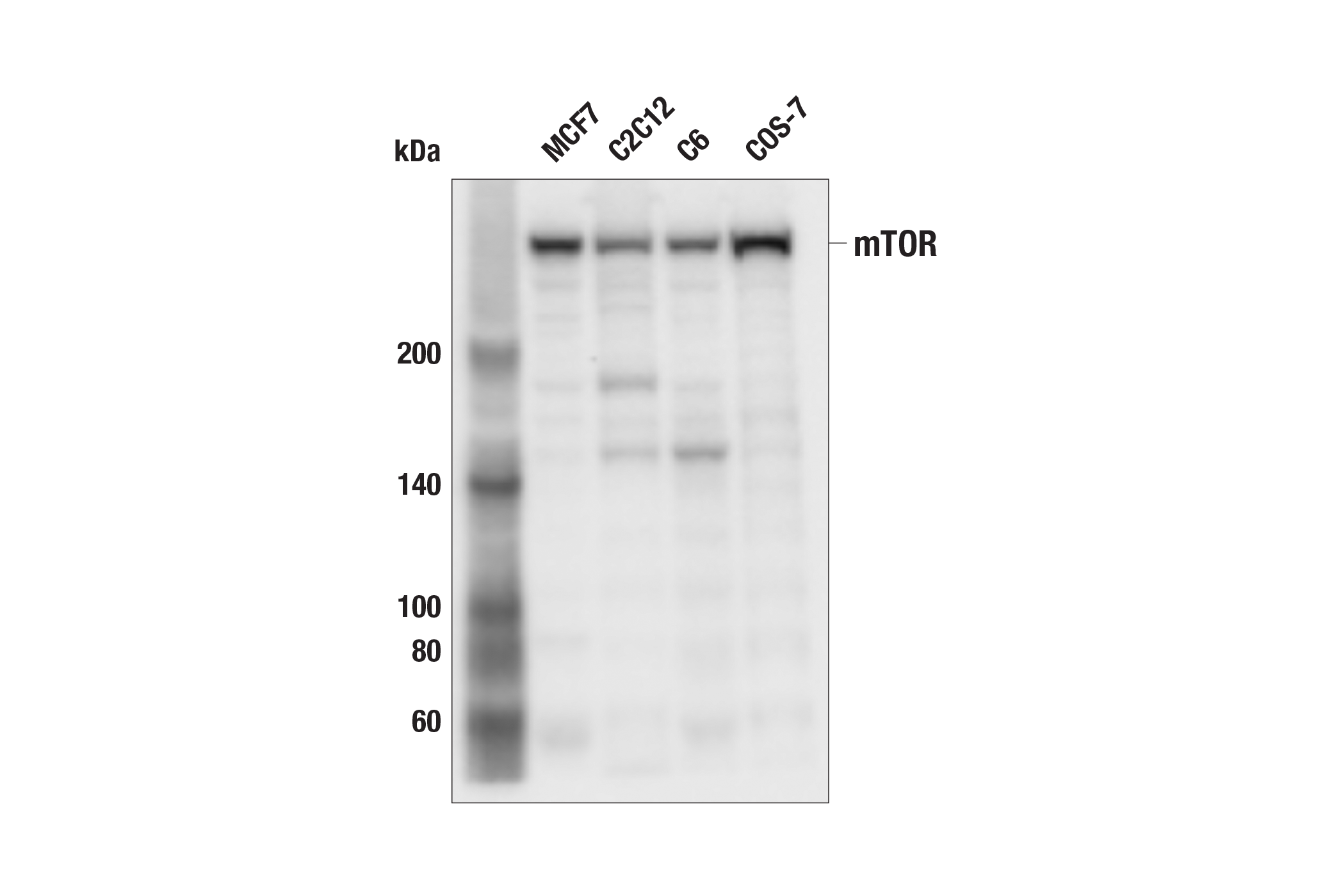  Image 1: mTOR Substrates Antibody Sampler Kit