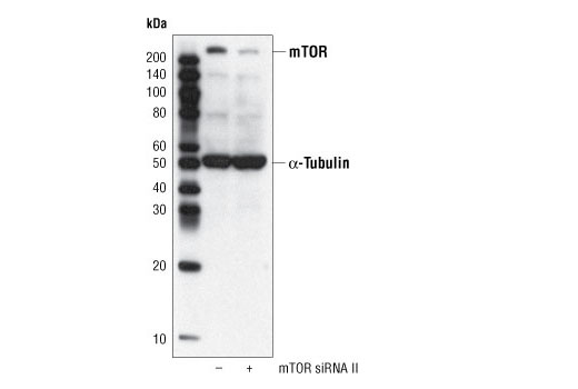  Image 6: PhosphoPlus® mTOR (Ser2448) Antibody Duet