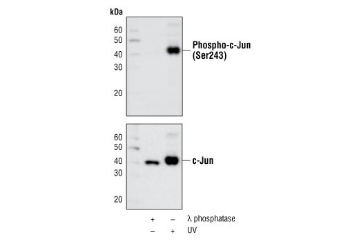 Western Blotting Image 1: Phospho-c-Jun (Ser243) Antibody