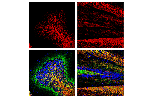 Immunofluorescence Image 1: Myelin Basic Protein (D8X4Q) XP® Rabbit mAb (Alexa Fluor® 647 Conjugate)
