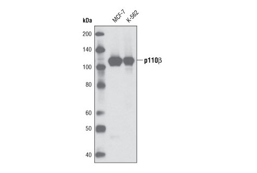  Image 3: PI3 Kinase Antibody Sampler Kit