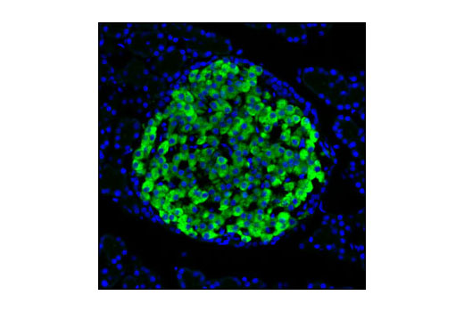 Immunofluorescence Image 1: Insulin (C27C9) Rabbit mAb (BSA and Azide Free)