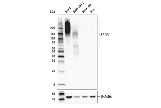  Image 6: Mouse Microglia Marker IF Antibody Sampler Kit