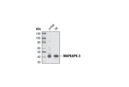 Western Blotting Image 1: MAPKAPK-3 Antibody