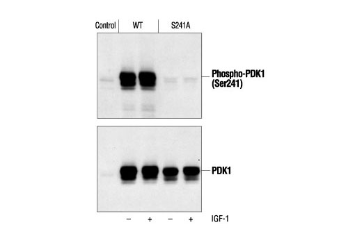 Western Blotting Image 2: Phospho-PDK1 (Ser241) Antibody