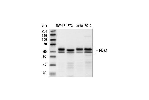 Western Blotting Image 1: PDK1 Antibody