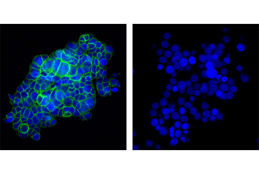 Immunofluorescence Image 1: c-Kit (D13A2) XP® Rabbit mAb