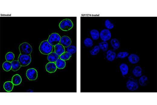 Immunofluorescence Image 1: Phospho-Met (Tyr1234/1235) (D26) XP® Rabbit mAb (BSA and Azide Free)