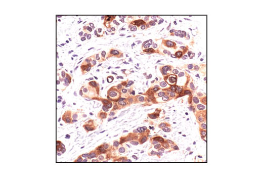 Immunohistochemistry Image 1: Phospho-cdc25C (Ser216) (63F9) Rabbit mAb (BSA and Azide Free)