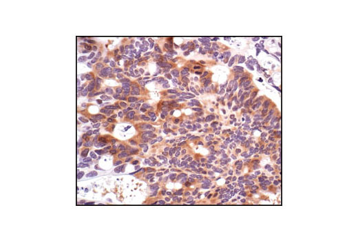 Immunohistochemistry Image 2: Phospho-cdc25C (Ser216) (63F9) Rabbit mAb (BSA and Azide Free)
