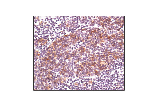 Immunohistochemistry Image 3: Phospho-cdc25C (Ser216) (63F9) Rabbit mAb (BSA and Azide Free)