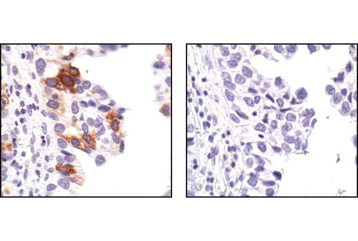 Immunohistochemistry Image 4: Phospho-cdc25C (Ser216) (63F9) Rabbit mAb (BSA and Azide Free)