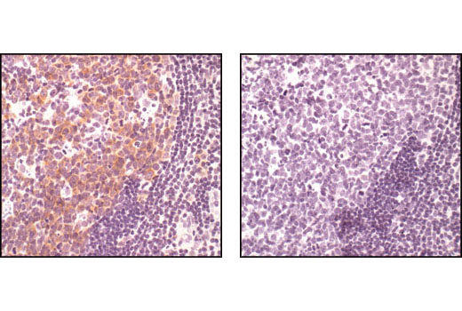 Immunohistochemistry Image 5: Phospho-cdc25C (Ser216) (63F9) Rabbit mAb (BSA and Azide Free)