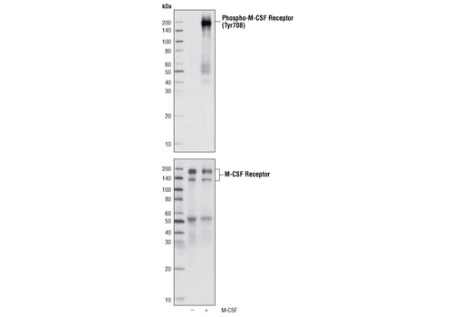 Western Blotting Image 1: Phospho-CSF-1R/M-CSF-R (Tyr708) Antibody