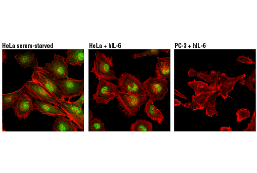 Immunofluorescence Image 1: Stat3 (D1B2J) Rabbit mAb (BSA and Azide Free)
