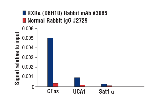  Image 12: Retinoic Acid and Retinoid X Receptors Antibody Sampler Kit