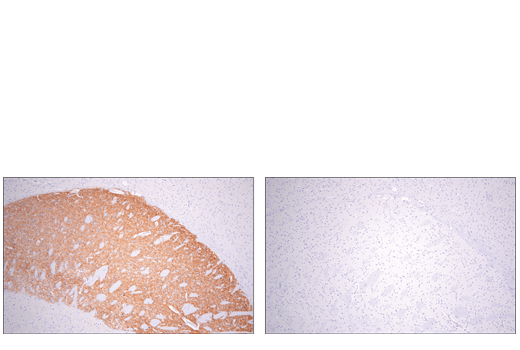 Immunohistochemistry Image 2: Adora2a/Adenosine Receptor A2a (E5I8X) XP® Rabbit mAb (BSA and Azide Free)