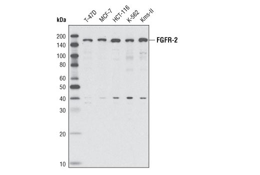 Western Blotting Image 1: FGF Receptor 2 Antibody