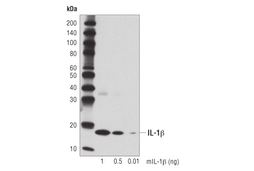  Image 13: Mouse Reactive Inflammasome Antibody Sampler Kit