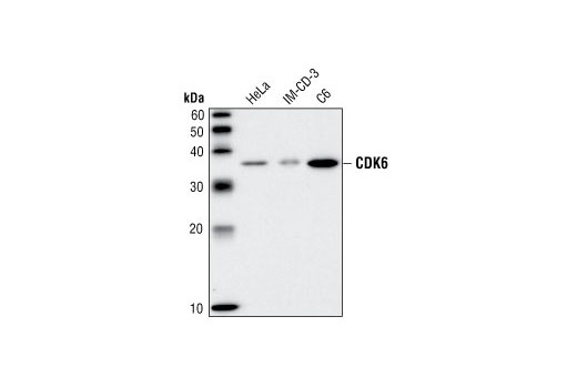  Image 10: Cell Cycle Regulation Antibody Sampler Kit