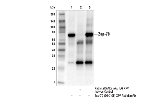 Immunoprecipitation Image 1: Zap-70 (D1C10E) XP® Rabbit mAb