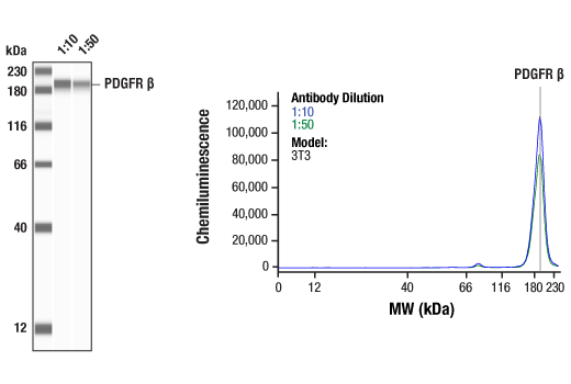 Western Blotting Image 2: PDGF Receptor β (28E1) Rabbit mAb