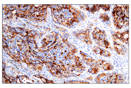 Immunohistochemistry Image 1: DAF/CD55 (E7G2U) XP® Rabbit mAb (BSA and Azide Free)