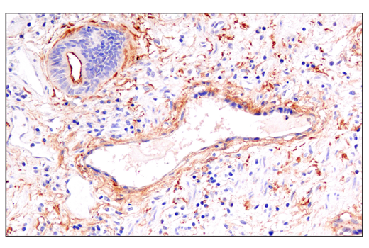Immunohistochemistry Image 3: DAF/CD55 (E7G2U) XP® Rabbit mAb (BSA and Azide Free)