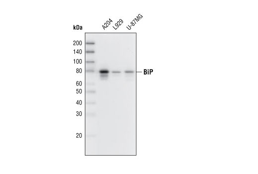 Image 4: ER Protein Folding Antibody Sampler Kit