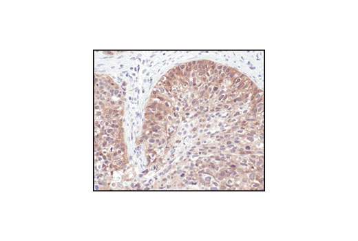 Immunohistochemistry Image 3: NQO1 (A180) Mouse mAb