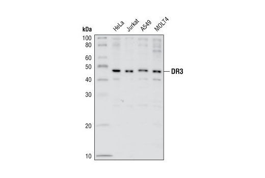 Western Blotting Image 1: DR3 Antibody