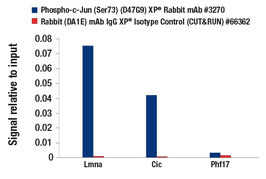 CUT and RUN Image 3: Phospho-c-Jun (Ser73) (D47G9) XP® Rabbit mAb