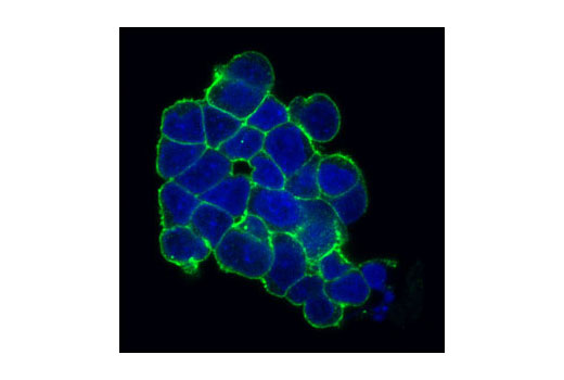 Immunofluorescence Image 1: c-Kit (Ab81) Mouse mAb (Alexa Fluor® 488 Conjugate)