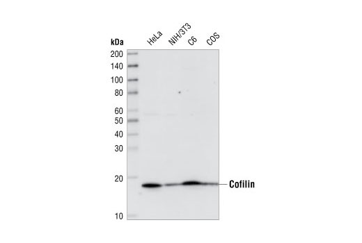 Western Blotting Image 1: Cofilin (D59) Antibody