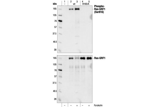 Western Blotting Image 1: Phospho-Ras-GRF1 (Ser916) Antibody