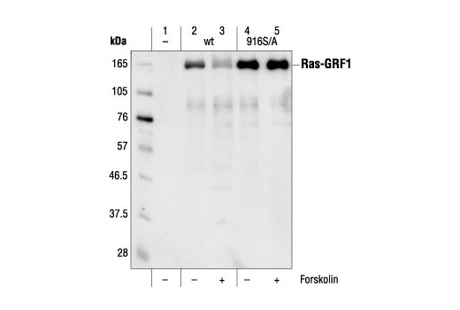 Western Blotting Image 1: Ras-GRF1 Antibody
