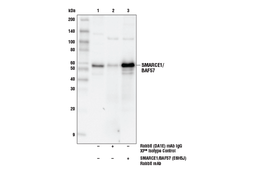 Immunoprecipitation Image 1: SMARCE1/BAF57 (E6H5J) Rabbit mAb