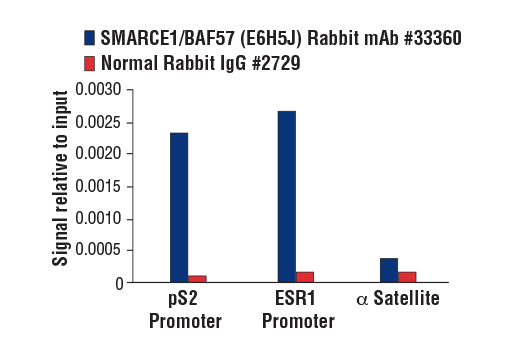 Chromatin Immunoprecipitation Image 1: SMARCE1/BAF57 (E6H5J) Rabbit mAb