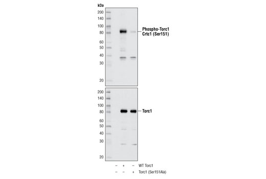 Western Blotting Image 1: Phospho-TORC1/CRTC1 (Ser151) Antibody