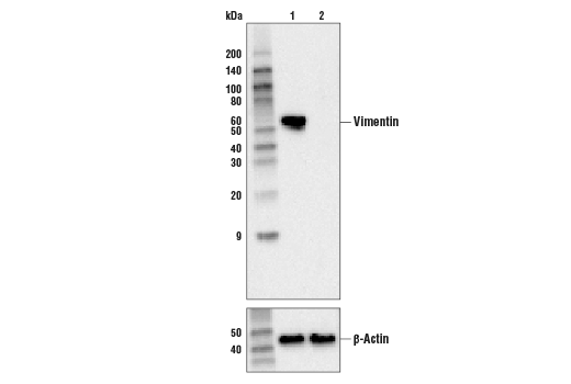 Western Blotting Image 1: Vimentin (5G3F10) Mouse mAb